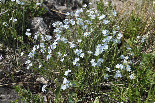 Слика од Eritrichium pauciflorum (Ledeb.) de Candolle