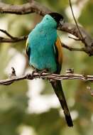 Image of Hooded Parrot