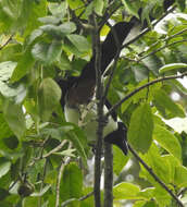 Image of White-bellied Treepie