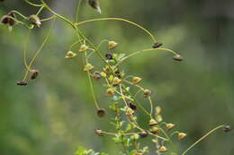 Image of Drosera macrantha Endl.