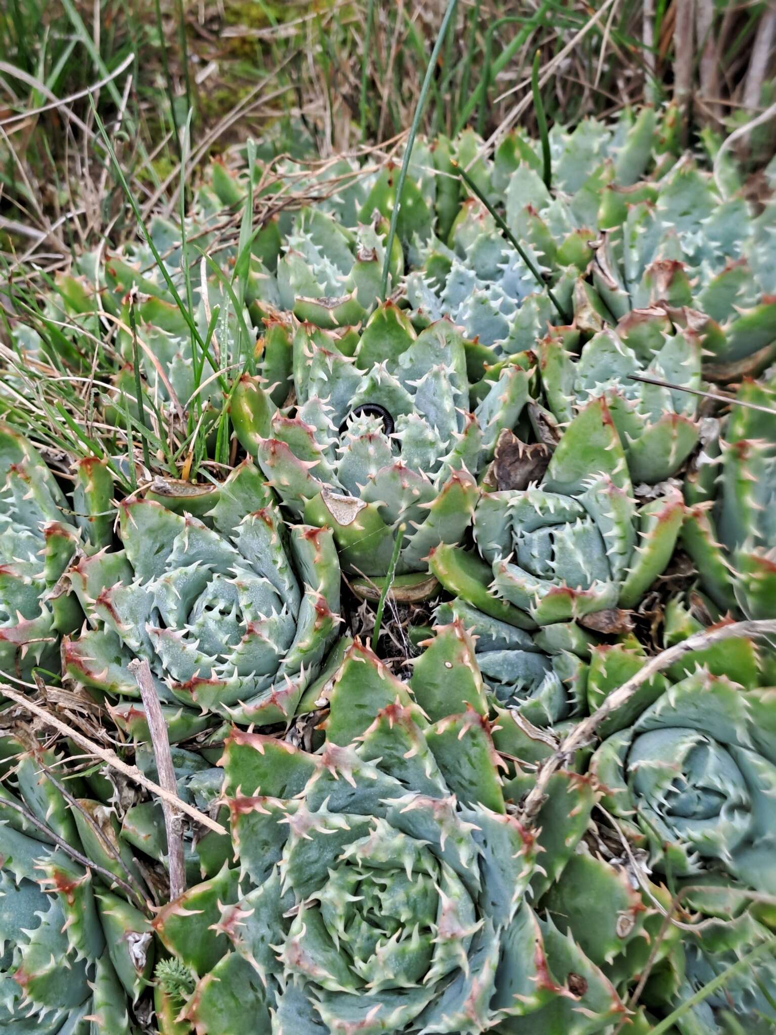 Image of Aloe brevifolia var. brevifolia