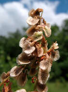 Image of Rumex tuberosus L.