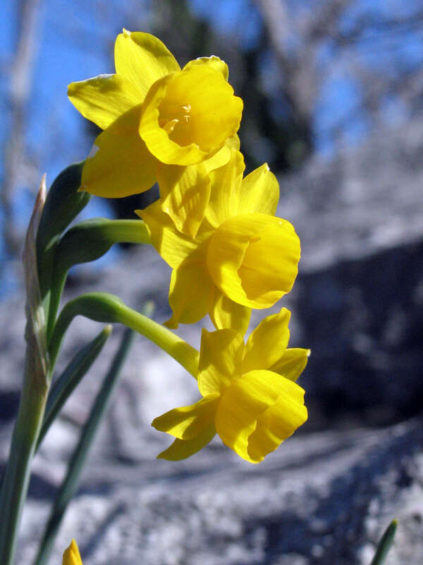 Слика од Narcissus scaberulus subsp. calcicola (Mendonça) Aedo