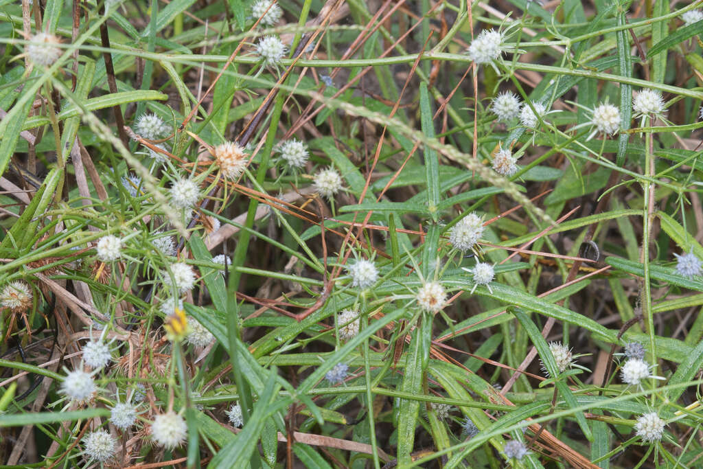 Image de Eryngium integrifolium Walt.