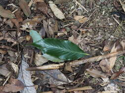 Imagem de Quercus stenophylloides Hayata