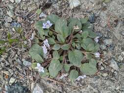 Howellanthus dalesianus (J. T. Howell) Walden & R. Patt. resmi