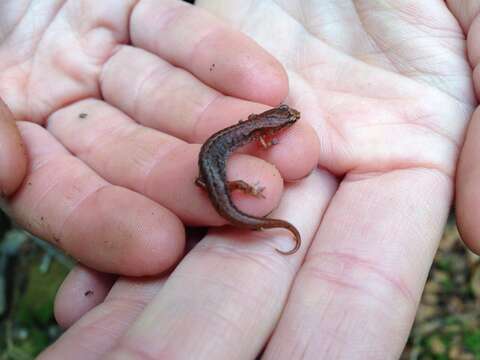 Image of Pygmy Salamander