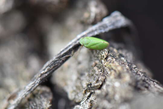 Image of Tettigometra (Tettigometra) virescens Panzer 1799