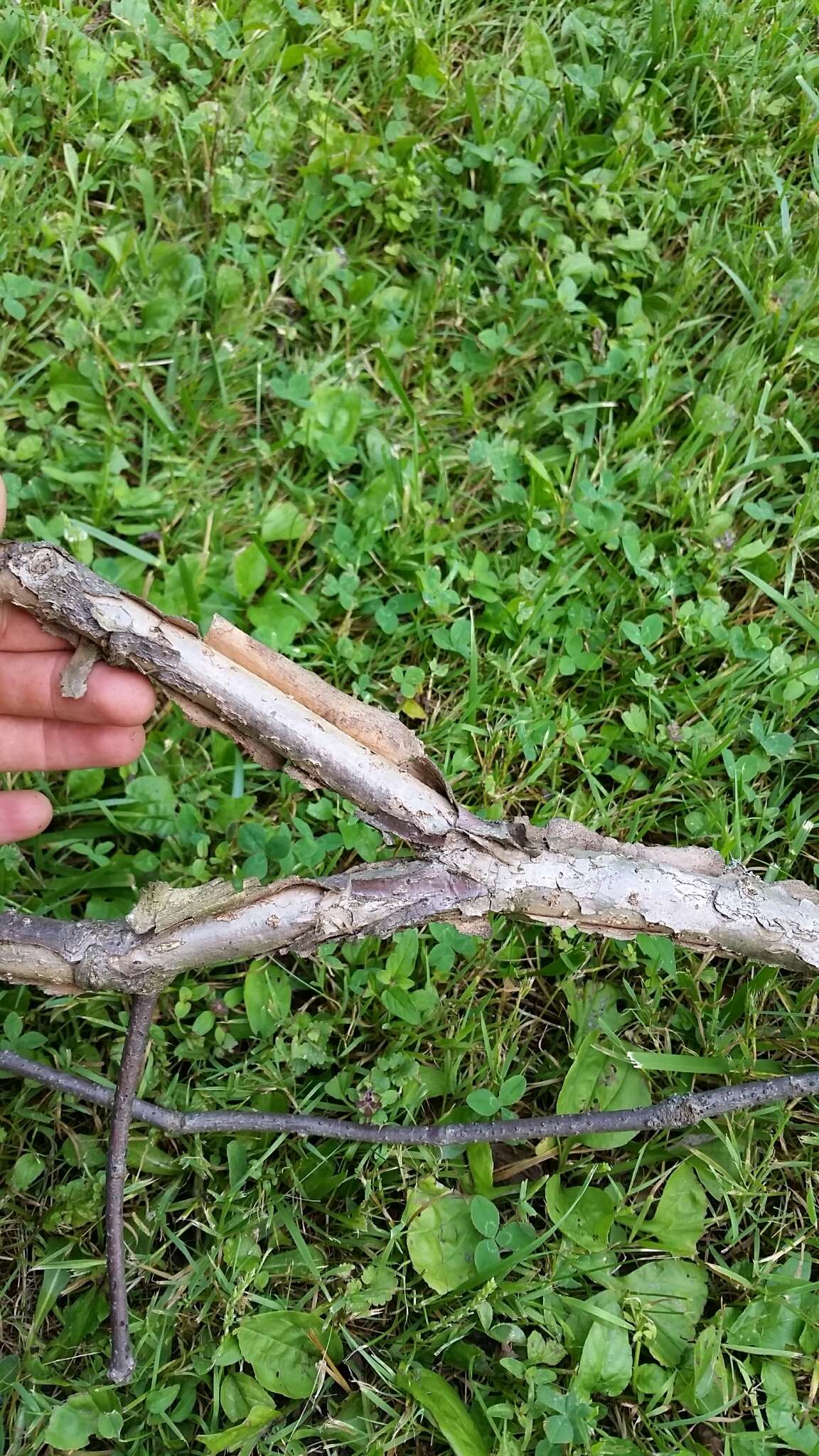 Image of Swamp White Oak