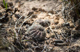 Image of Echinopsis arachnacantha (Buining & F. Ritter) H. Friedrich