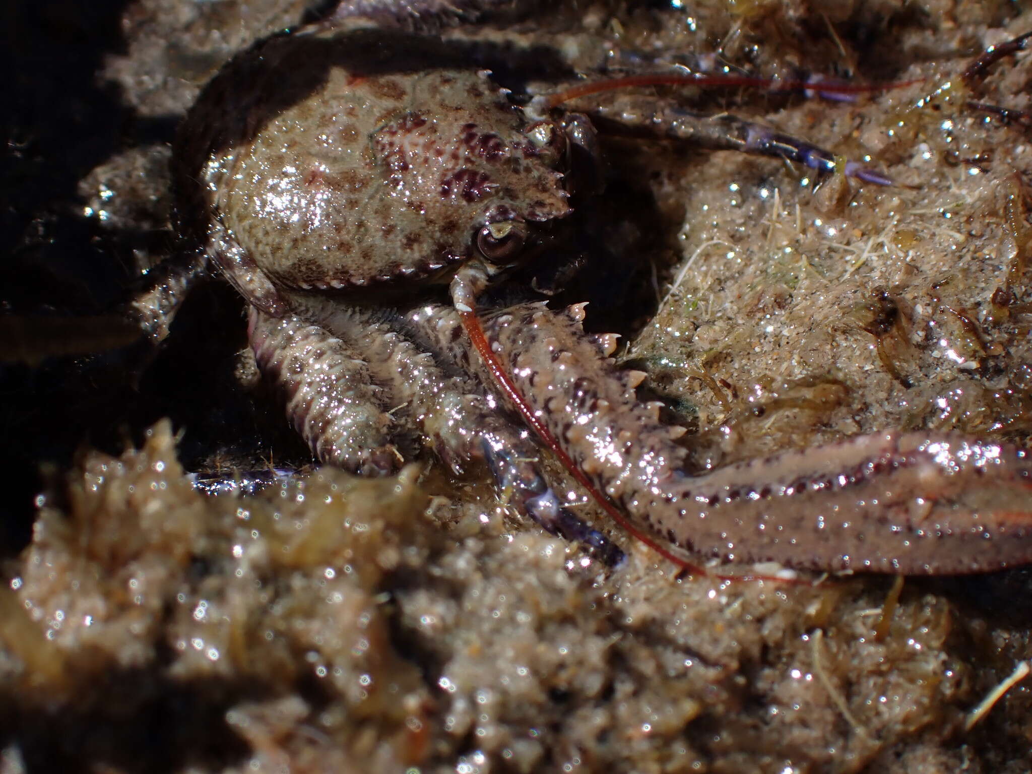 صورة Petrocheles australiensis (Miers 1876)