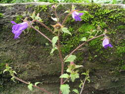 Imagem de Campanula pallida Wall.