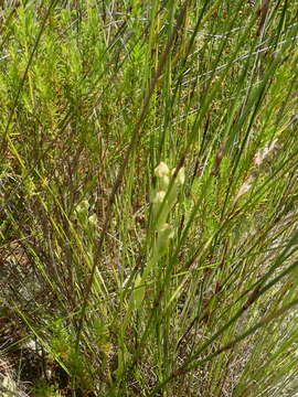 Image of Pterygodium cleistogamum (Bolus) Schltr.