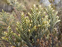 Image of Andicolea ferruginea (Ruiz & Pav.) Mayta & Molinari