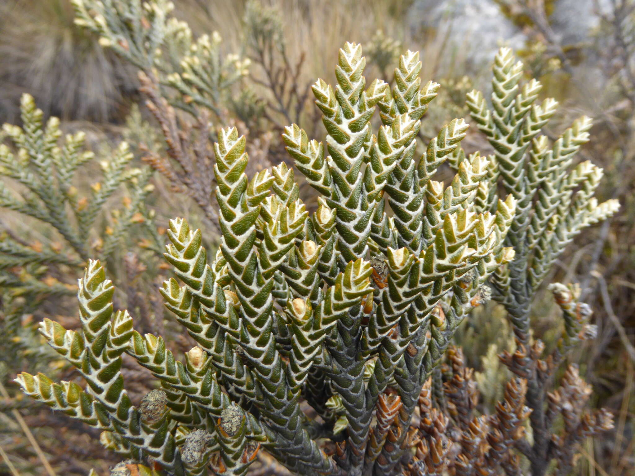 Image of Andicolea ferruginea (Ruiz & Pav.) Mayta & Molinari