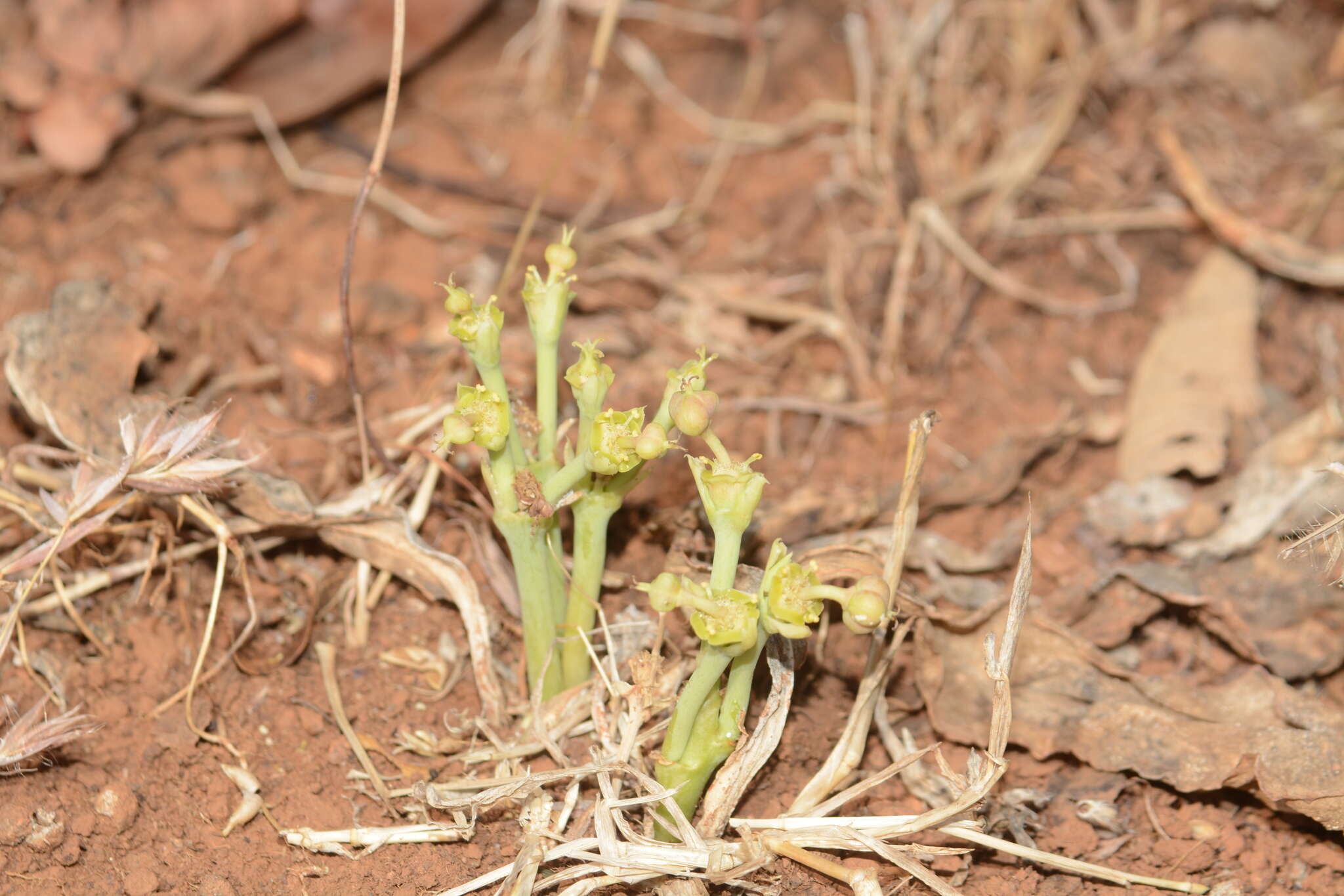 Image of Euphorbia fusiformis var. khandallensis (Blatt. & Hallb.) Binojk. & N. P. Balakr.