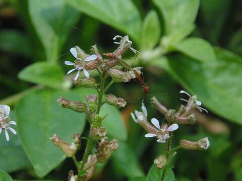 Imagem de Cuphea racemosa (L. fil.) Sprengel