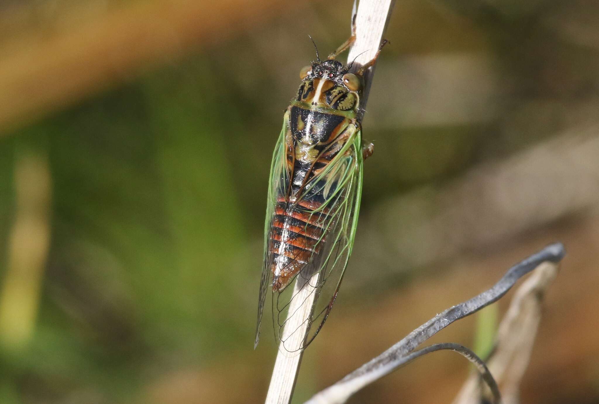 Image of blood redtail cicada