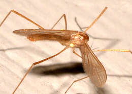 صورة Erioptera (Erioptera) vespertina Osten Sacken 1860