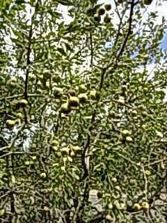 Plancia ëd Pyrus syriaca Boiss.