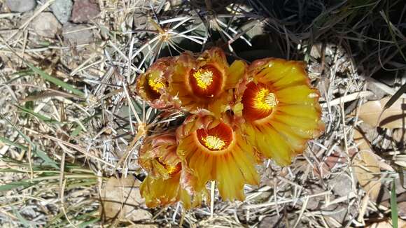 Image of Scheer's beehive cactus