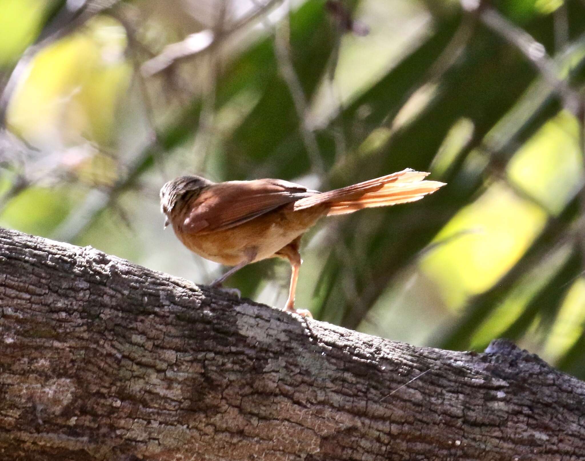 Image of White-lored Spinetail