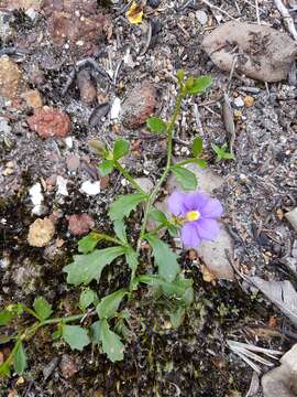 Imagem de Scaevola striata R. Br.