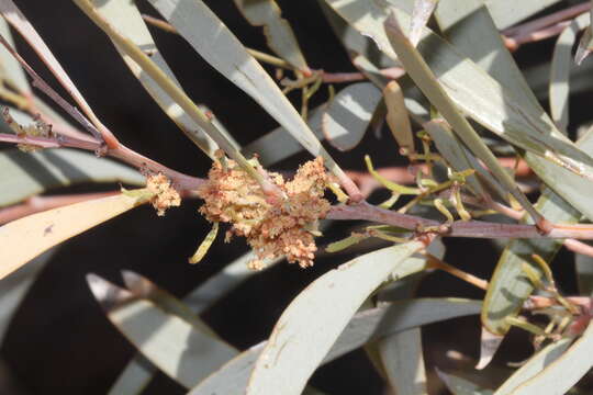 Sivun Acacia cambagei R. T. Baker kuva