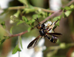 Image of Physoconops brachyrhynchus (Macquart 1843)