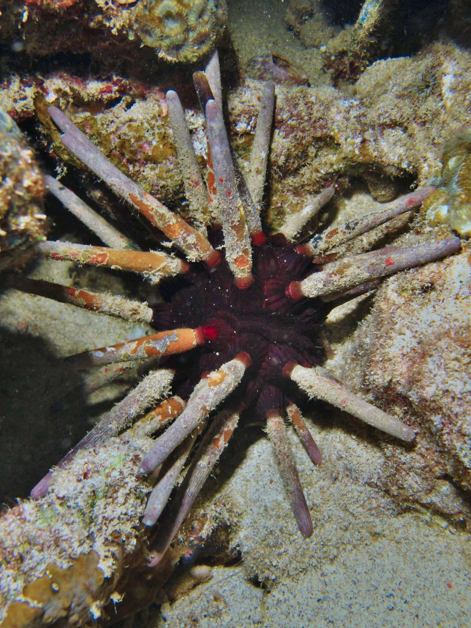 Image of Imperial urchin