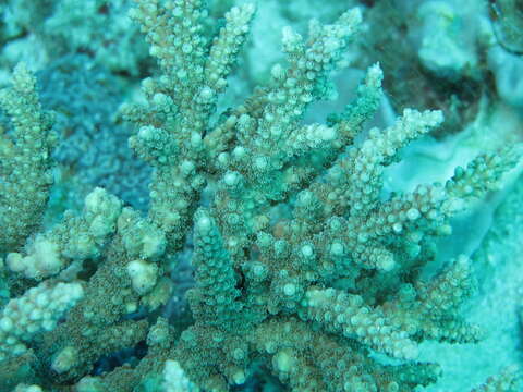 Image of Staghorn coral