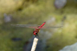 Image of Vermilion saddlebags