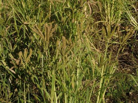 Plancia ëd Eleusine coracana (L.) Gaertn.