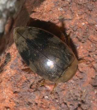 Image of Laccophilus fasciatus Aubé 1838