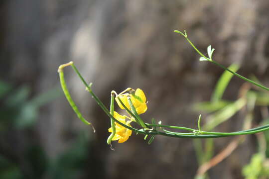 Image of Coronilla juncea L.