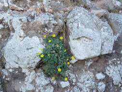 Perityle cordifolia (Rydb.) S. F. Blake resmi