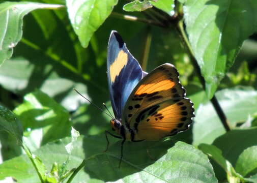 Imagem de Euphaedra lutescens