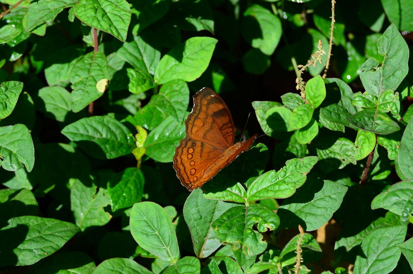 Image of Junonia hedonia Linnaeus 1764