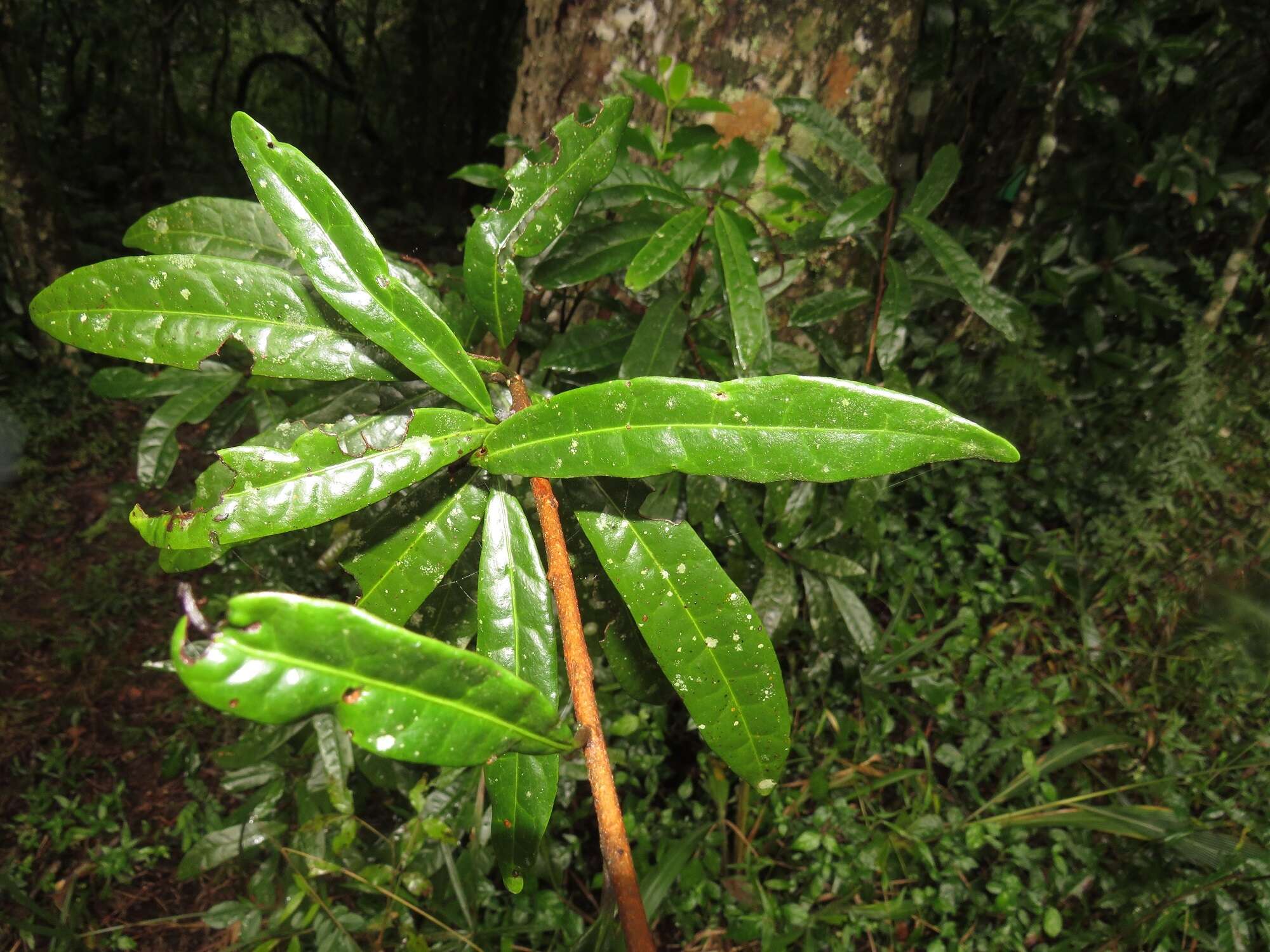 Image of Acridocarpus natalitius var. natalitius