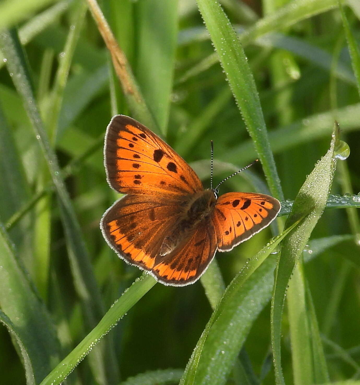 Image of Lycaena dispar rutilus (Werneburg 1864)