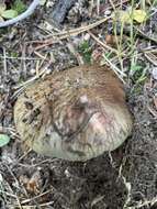 Слика од Cortinarius glaucopus (Schaeff.) Gray 1821