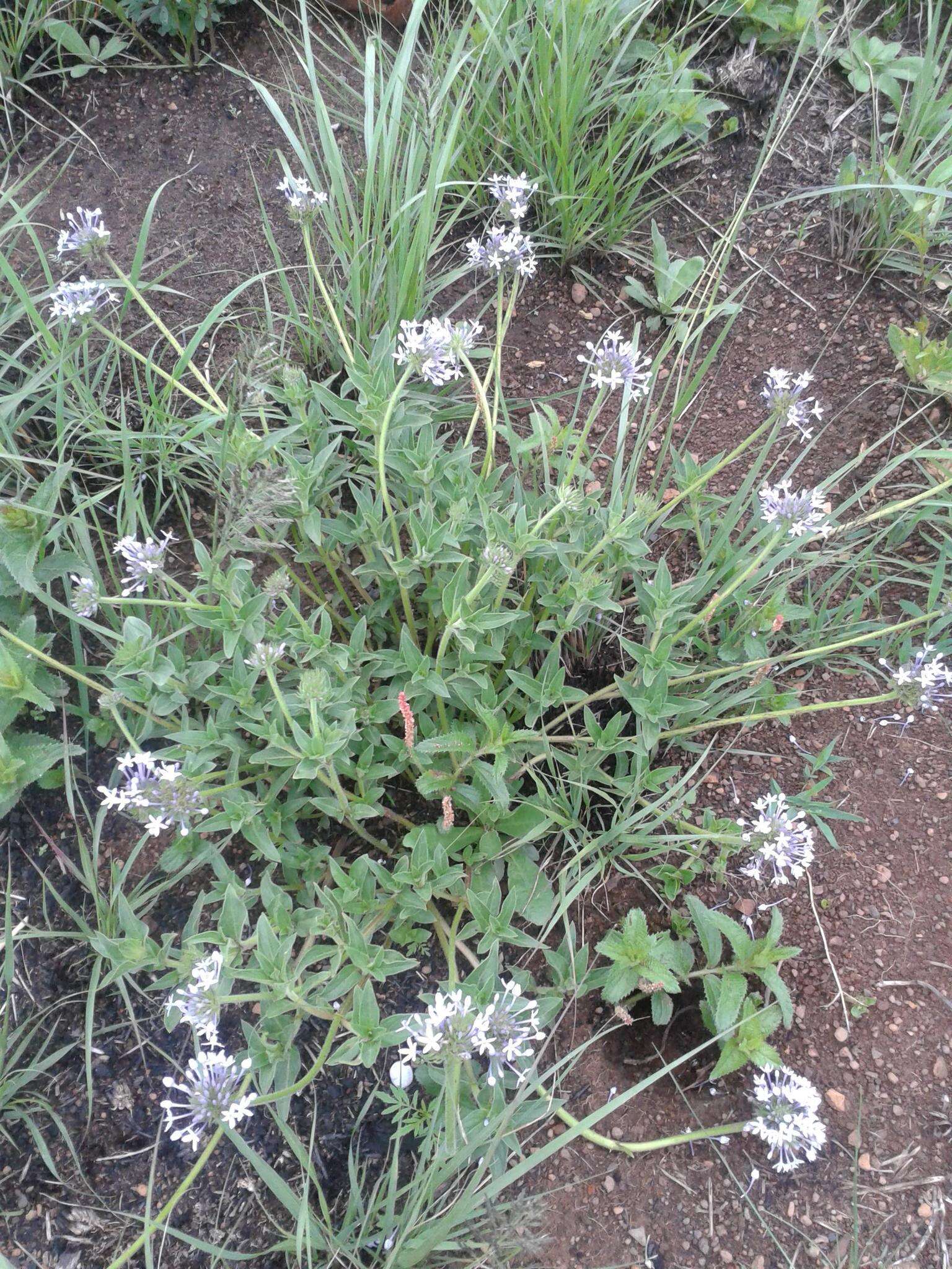 Image of Pentanisia prunelloides subsp. prunelloides