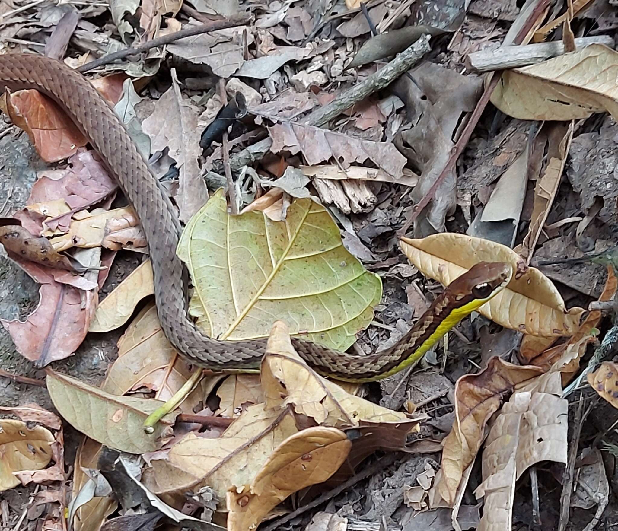 Imagem de Echinanthera cephalostriata Di Bernardo 1996