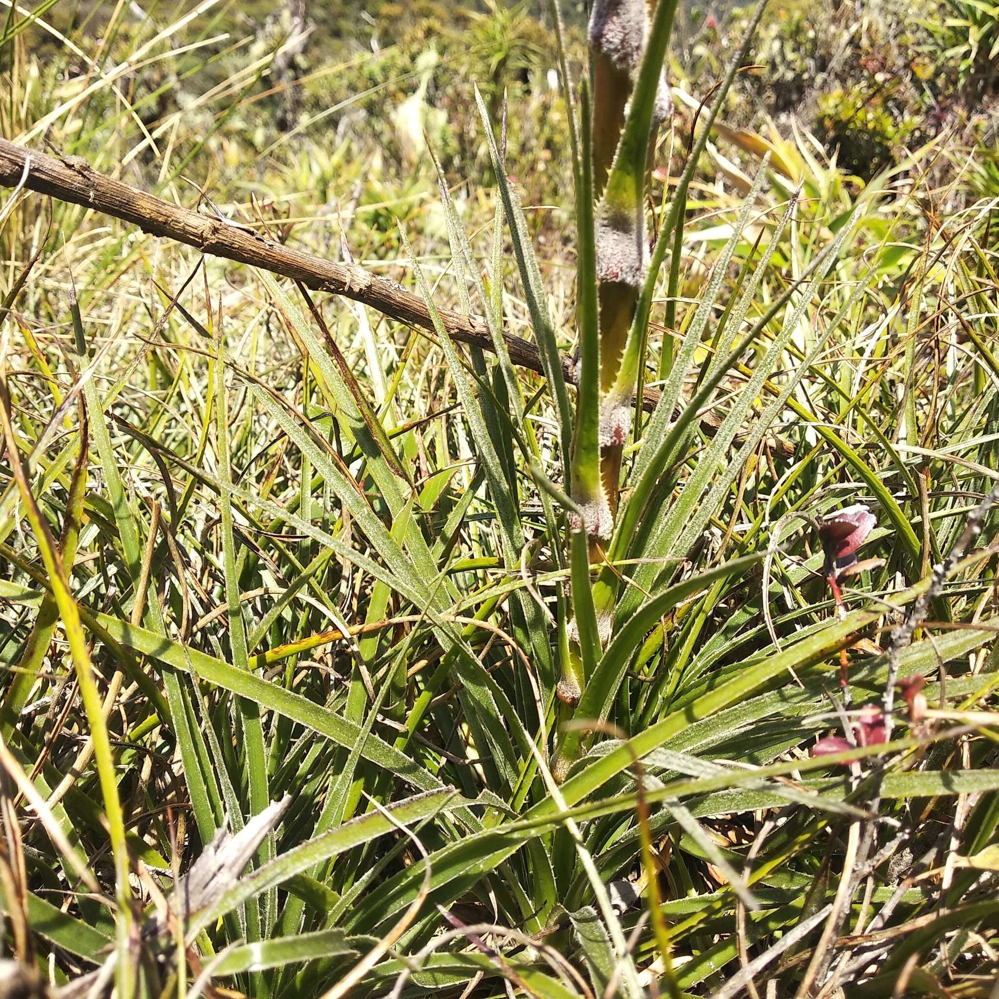 Image of Puya eryngioides André