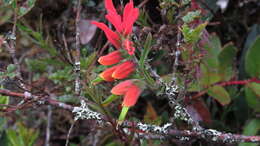 Слика од Castilleja integrifolia L. fil.