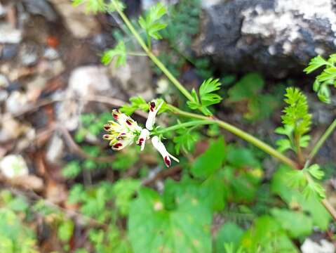 Imagem de Fumaria flabellata Gasparr.