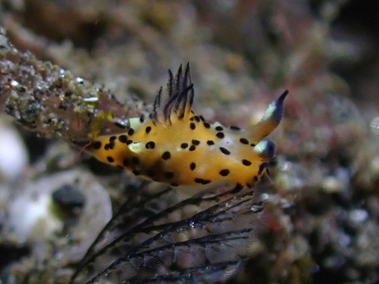 Image of Polycera abei (Baba 1960)