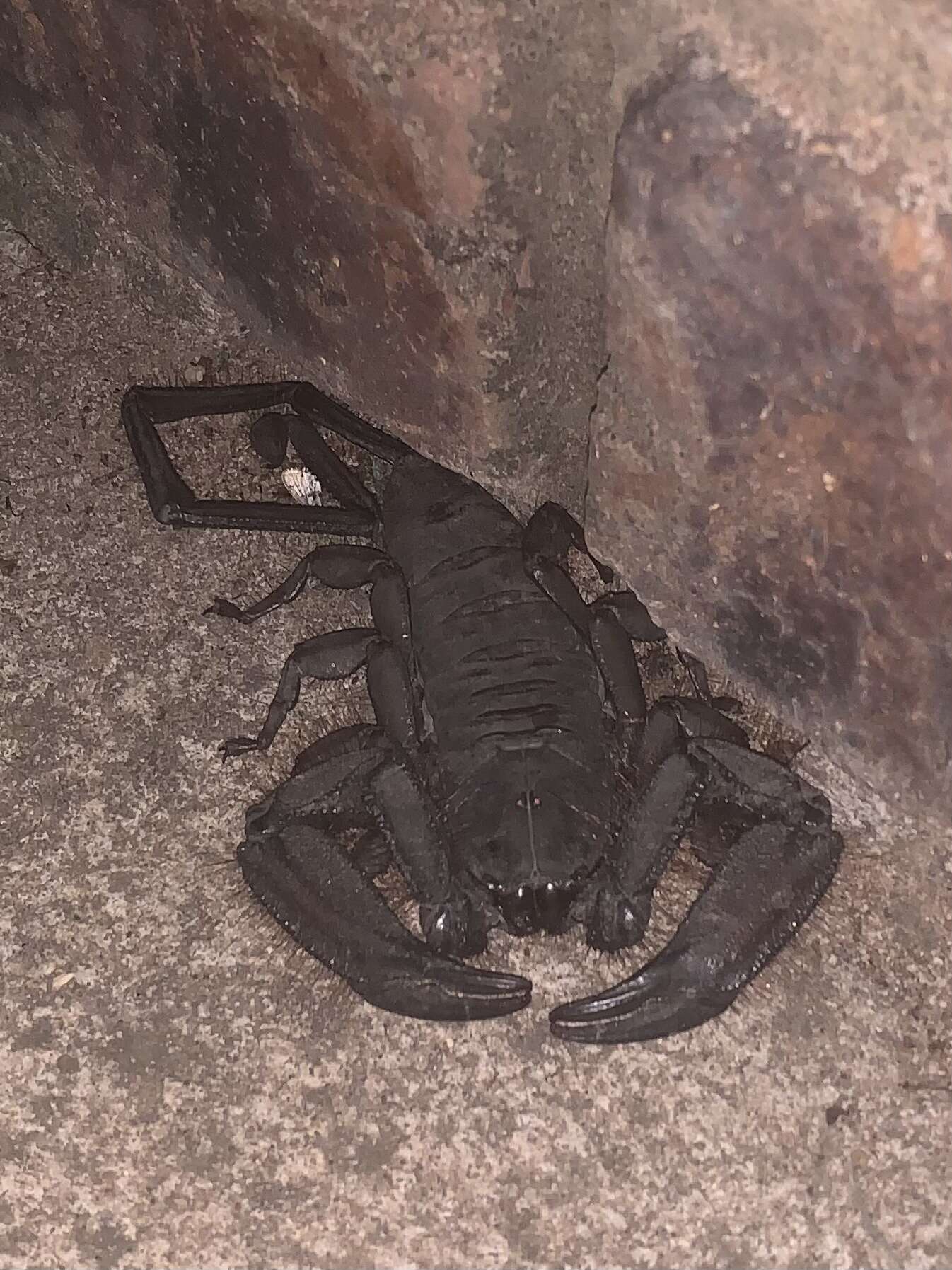 Image of Flat rock scorpion