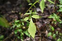 صورة Valeriana sorbifolia Kunth