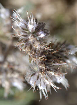 Image of silverleaf phacelia